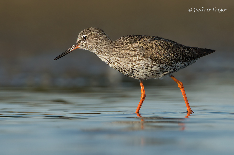 Archibebe común (Tringa totanus)